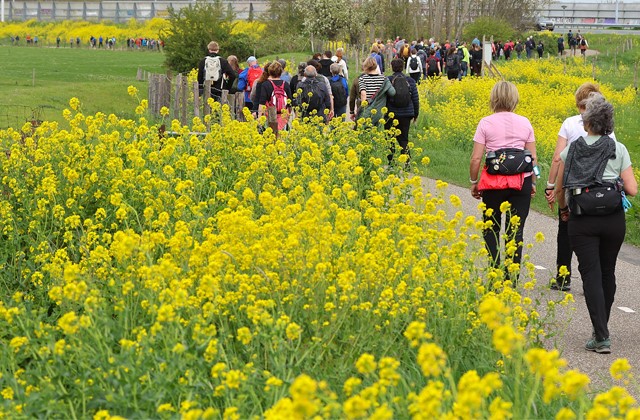 Wandelaars langs gele bloemen