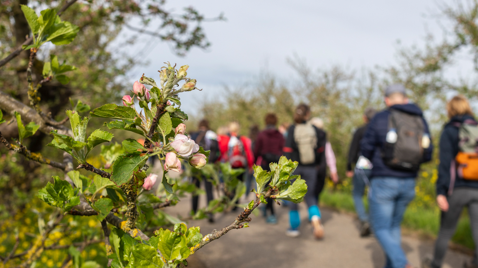 Bloesem met op de achtergrond wandelaars