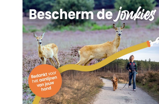 Afbeelding Bescherm De Jonkies Honden Aan De Lijn3