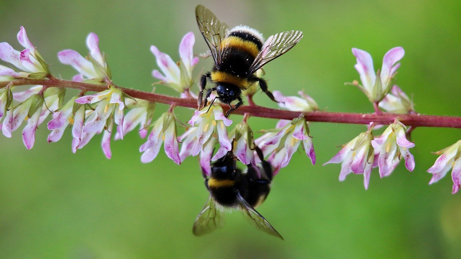 Twee bijen op een tak met bloesem
