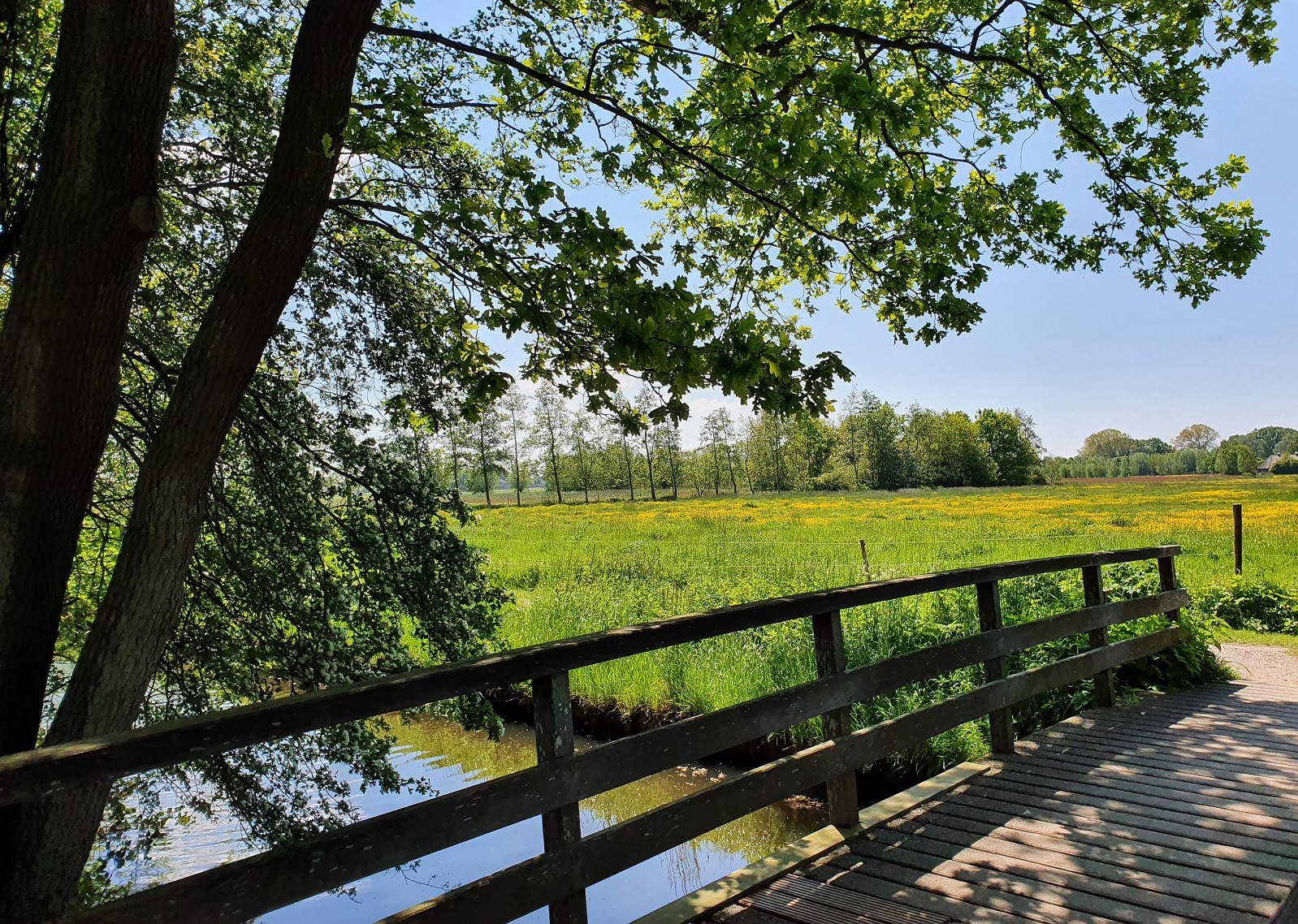 Wandelpad met bruggetje bij weiland met gele bloemen