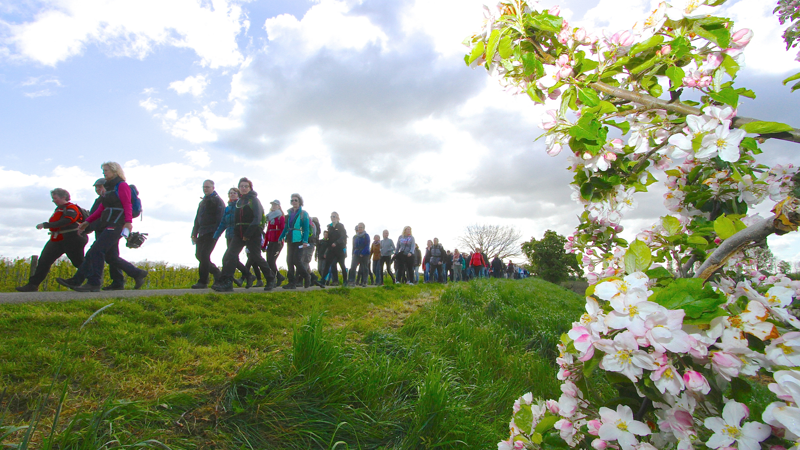 Wandelaars op een dijk met bloesem op de voorgrond
