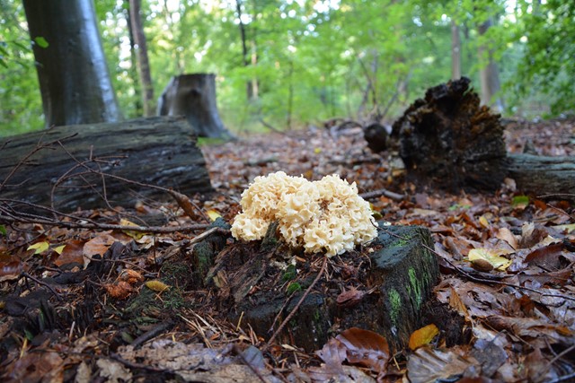 Paddenstoelen in het bos op de Veluwe.