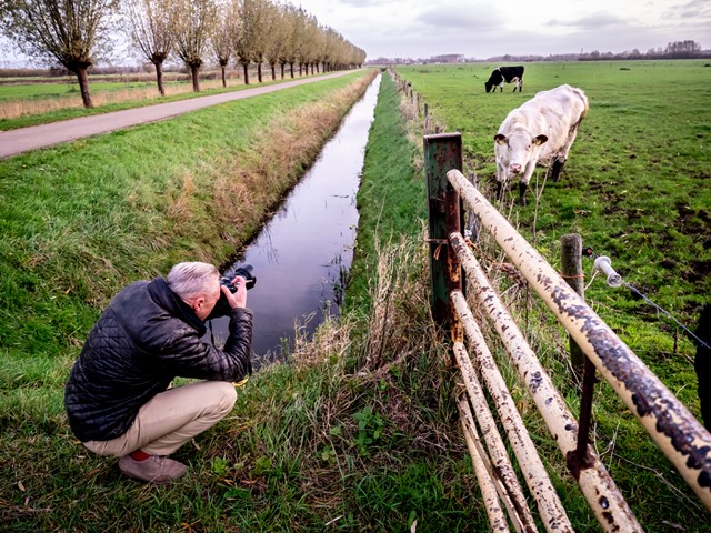 afbeelding van een wandelaar die een koe in de wei fotografeert.