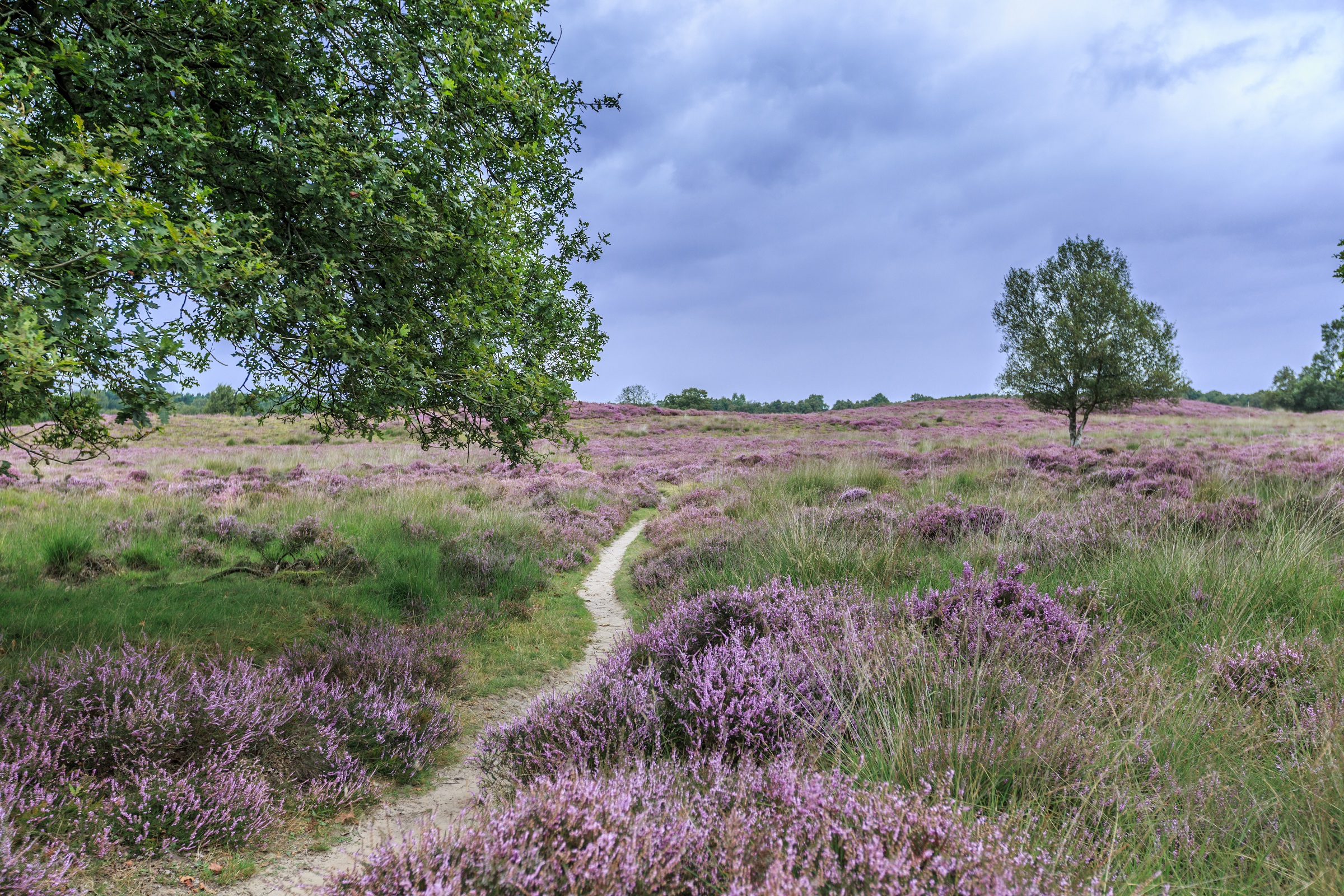 Wandelen heide